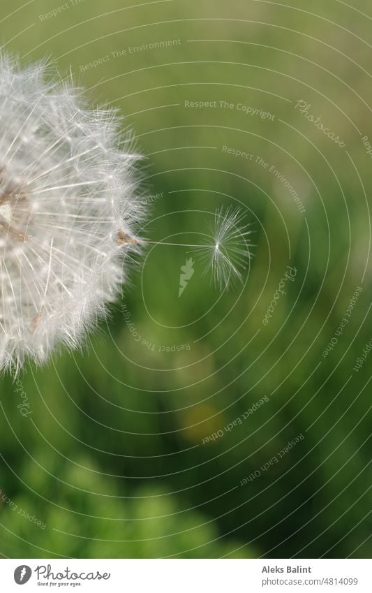 Macro view of a dandelion - a Royalty Free Stock Photo from Photocase
