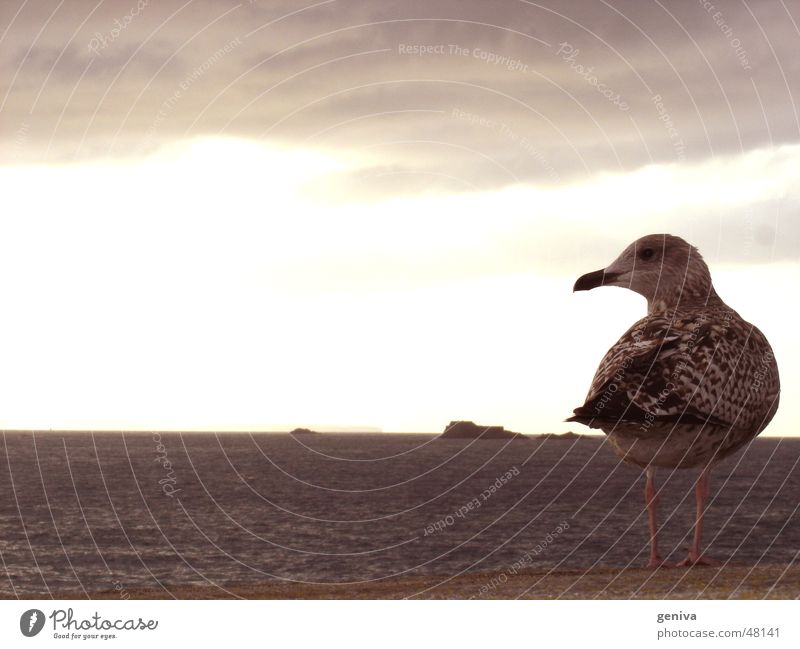 a bird comes flying Bird seagull Nature Sky Sun