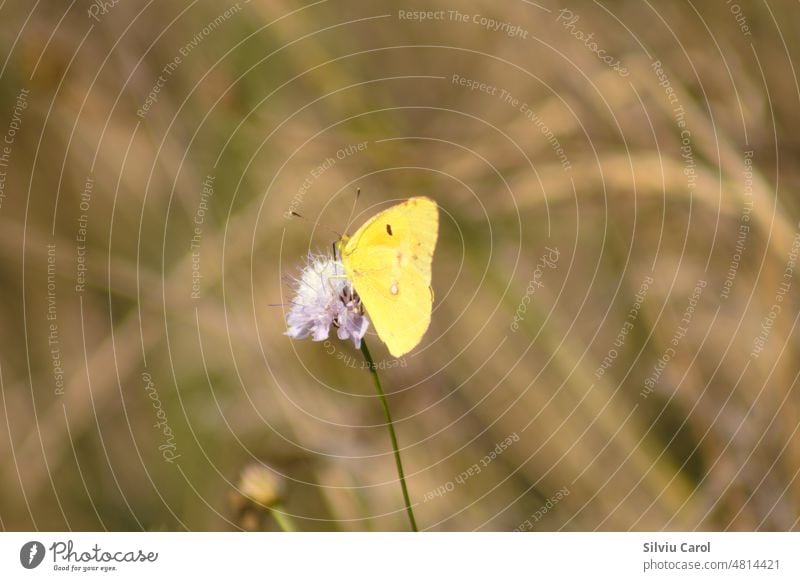 Closeup of pale clouded yellow butterfly on a flower with blurred background colourful closeup pattern green single insect nature springtime wildlife beauty