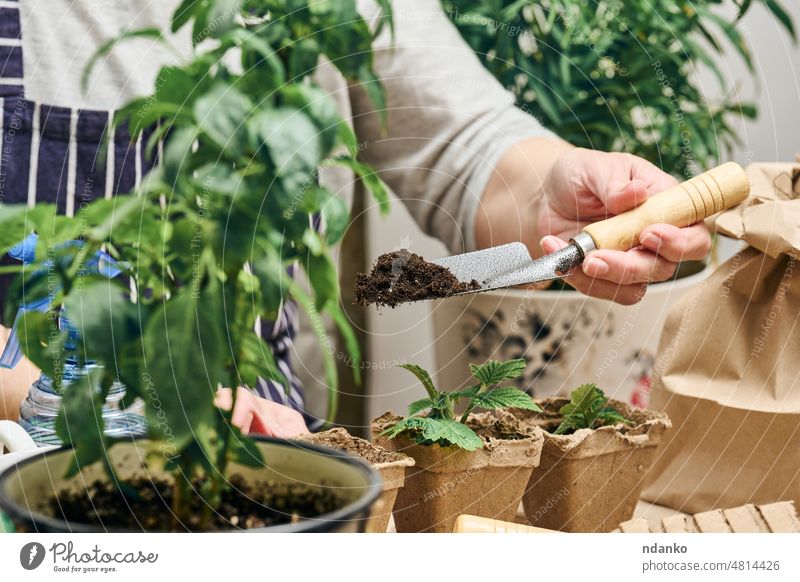 A woman pours earth into a cardboard cup with a green sprout. Growing plants at home florist flower adult agriculture caucasian dirt domestic environment