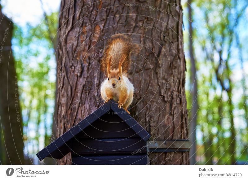 Squrrel portrait in park squirrel forest pine adorable animal background branch closeup curious cute fluffy funny fur furry look looking muzzle nature snout