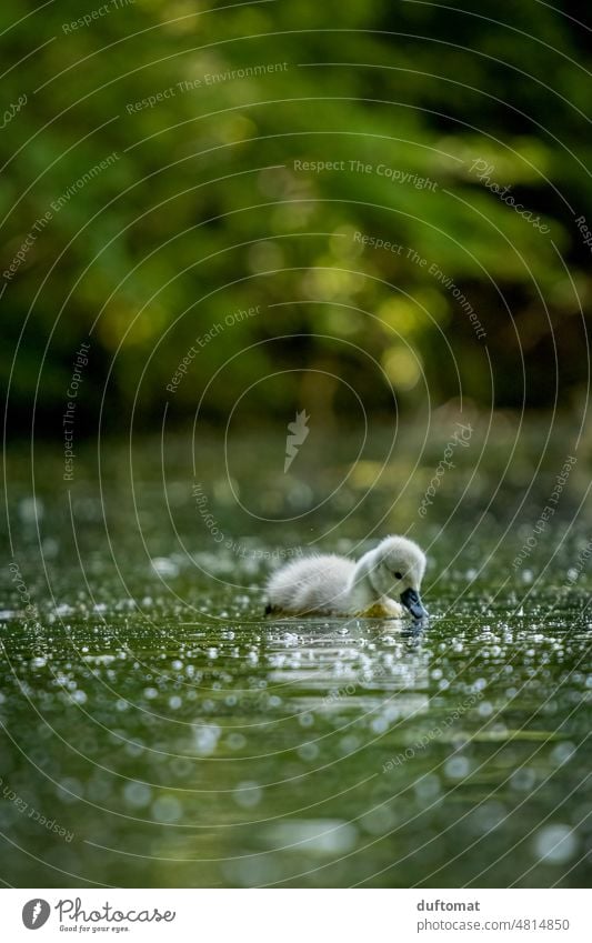 small swan chick swimming on pond foraging for food Swan swan chicks Bird birds young generation Babies Chick swans fluffy Animal waterfowl Meadow ashore White