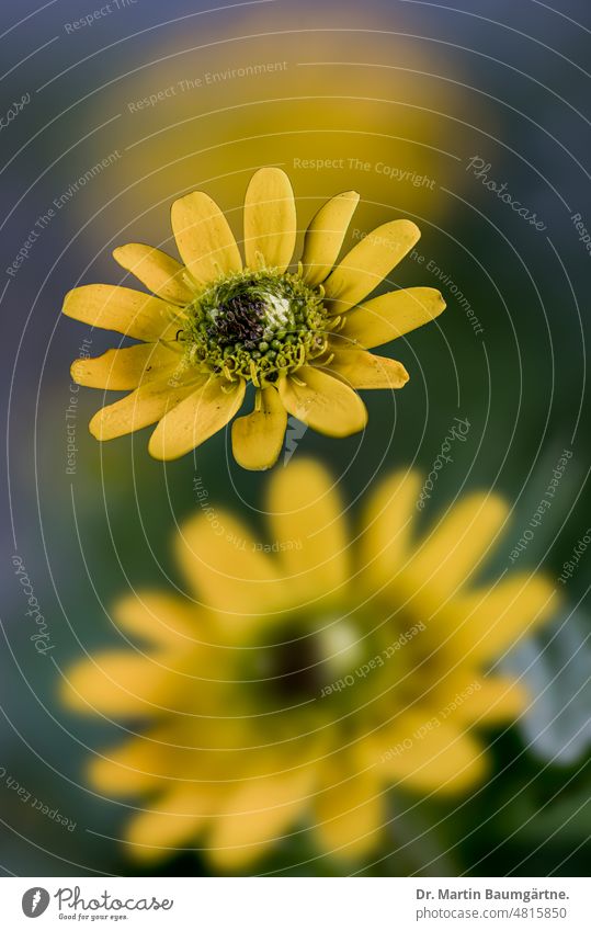 Sanvitalia procumbens from Mexico, hussar's button, inflorescences Hussar button yearlong Yellow Herbacious in corn fields Corn weed frost-sensitive composite