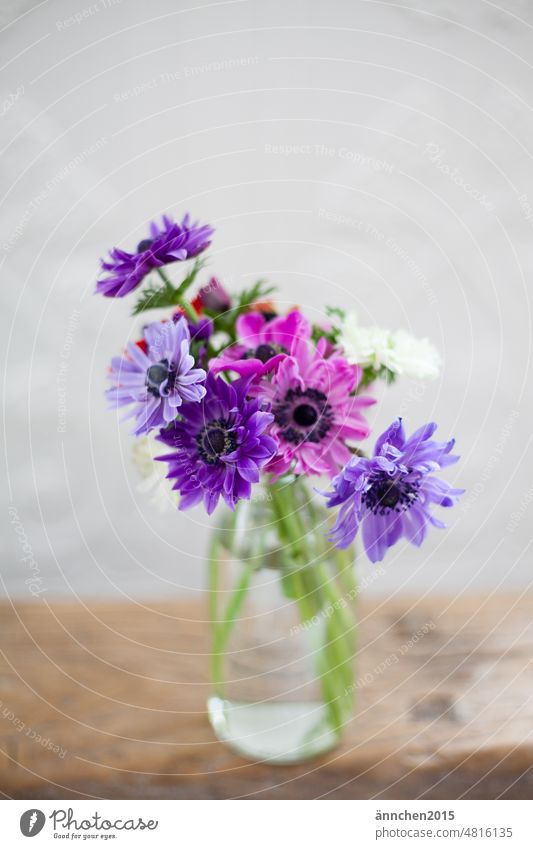 half closed flowers purple anemones SlowFlower Blossom Leaf Green Nature Colour photo Spring Blossoming Bouquet Plant pretty Garden Country  garden