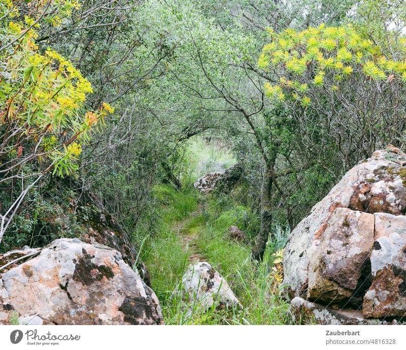 Path between rocks, grass and bushes in Sardinia path Rock Grass Spurge tree blossom Green Yellow Nature Hiking stone rocky outcrops Landscape Vacation & Travel