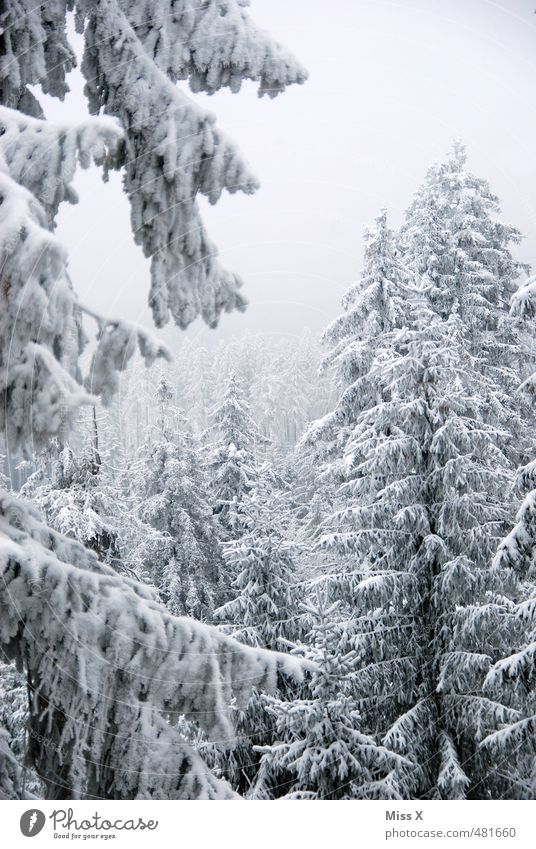 winter forest Winter Snow Weather Beautiful weather Fog Ice Frost Snowfall Tree Forest Cold Gray Winter forest Winter mood Snowscape Treetop Fir tree ox head