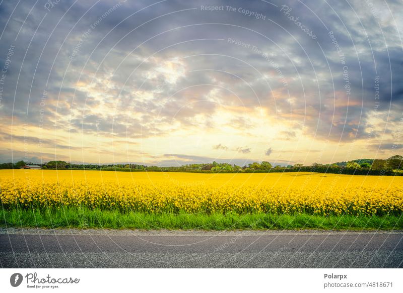 Yellow canola field in the sunset panorama outdoors cloudscape no people colza scenic scene bloom farm seed rape oil oilseed flower blue farmland path view
