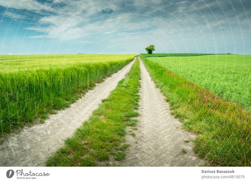 Rural road through farmland and a lone tree field rural landscape wheat horizon nature sky agriculture countryside path lonely blue green alone meadow way