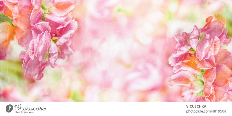 Floral background with colorful blooming flowers with natural sunlight. floral blurred beautiful spring summer nature front view banner bright backdrop beauty