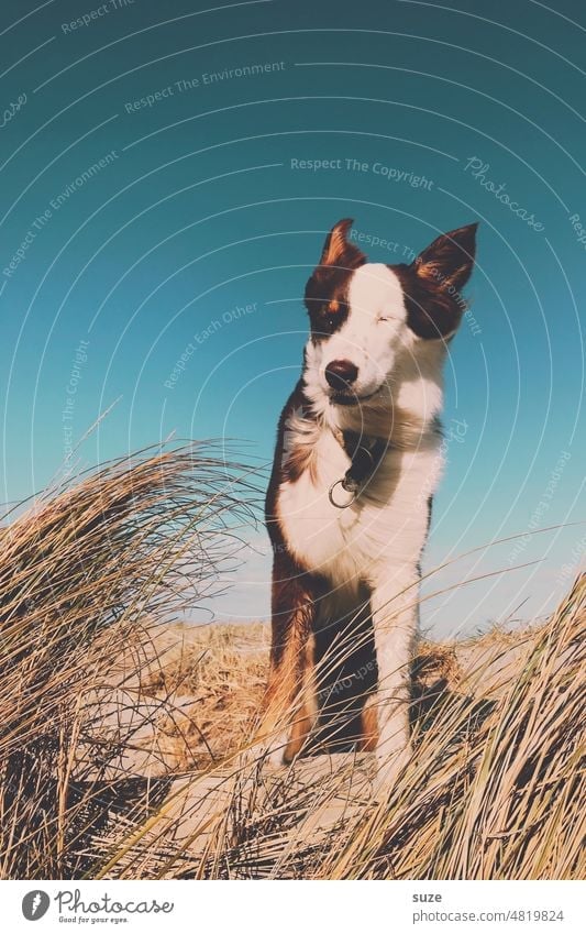 That's not wind Baltic Sea Beach duene Sandy beach Marram grass dpnengras Dog Animalistic Pet Australian Shepherd Cute Wind Gale Animal portrait Purebred dog