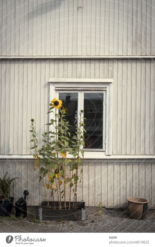 Small ray of hope Sunflower House (Residential Structure) Facade Swede Scandinavia Building Window Autumn late summer Colour photo Day Green thumb Market garden