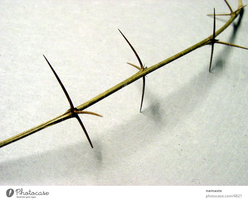 thorns pave his way 4 Thorn Distress Twig thorn branch