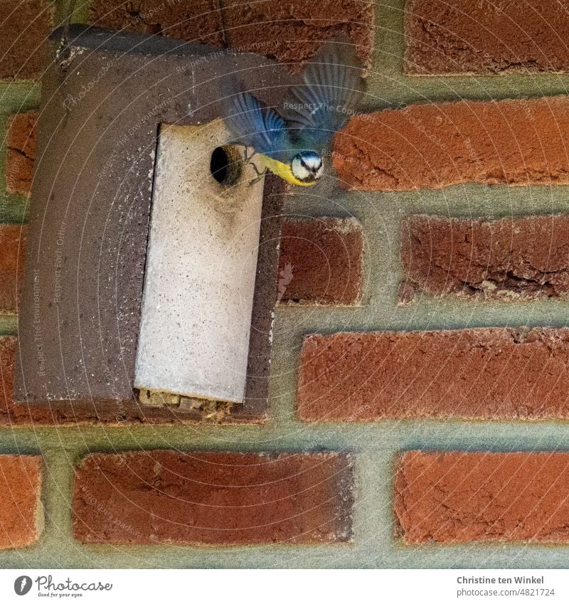 A blue tit flying out of its nest box at high speed in search of food for its hungry offspring Tit mouse Cyanistes caeruleus meisenkasten Beak 1 animal songbird