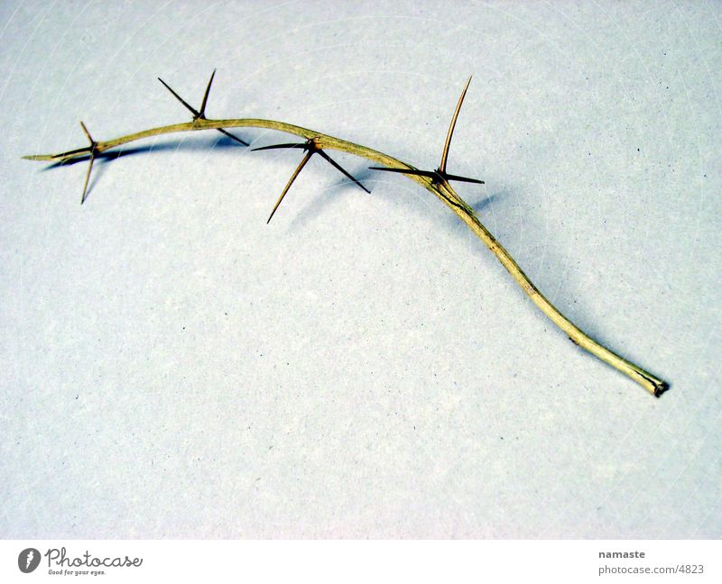 thorns pave his way Thorn Distress Thorny Things Twig Nature