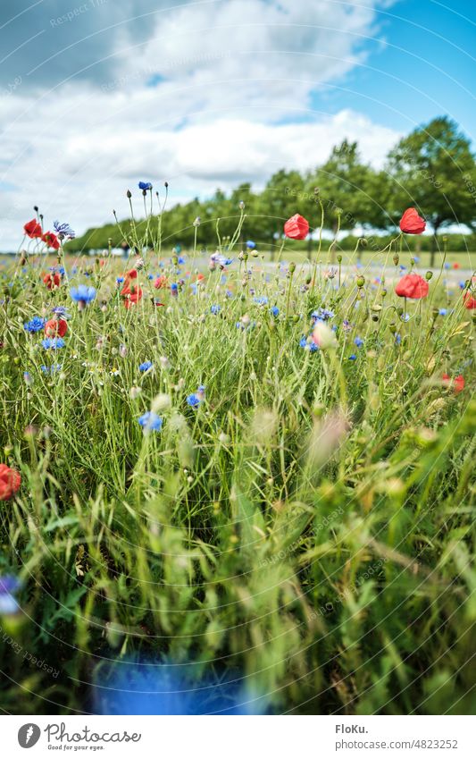 Corn and poppies in the meadow flowers Meadow Flower meadow Poppy poppy flower Cornflower Red Blue Green Landscape Antur Summer Nature Blossom Plant Field