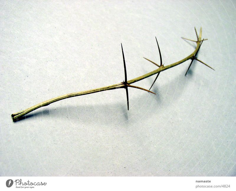 thorns pave his way 2 Distress Nature Detail thorn branch