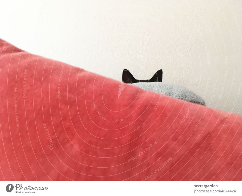 search picture Cat Sofa Hide Hiding place Red Gray White Black hangover Pet Minimalistic ears Brash Cute Cuddly Observe Domestic cat Material Cloth Cushion