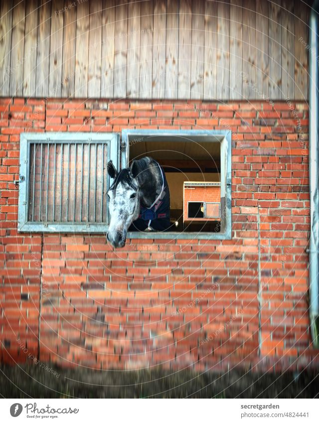 inquisitorial Flap Horse Stable Inclined Window Horse's head Animal portrait Exterior shot Colour photo Nature Mane Animal face Deserted Looking naturally Barn