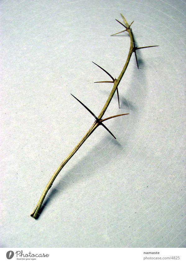 thorns pave his way 3 Thorn Things Distress Gloomy thorn branch Nature Detail