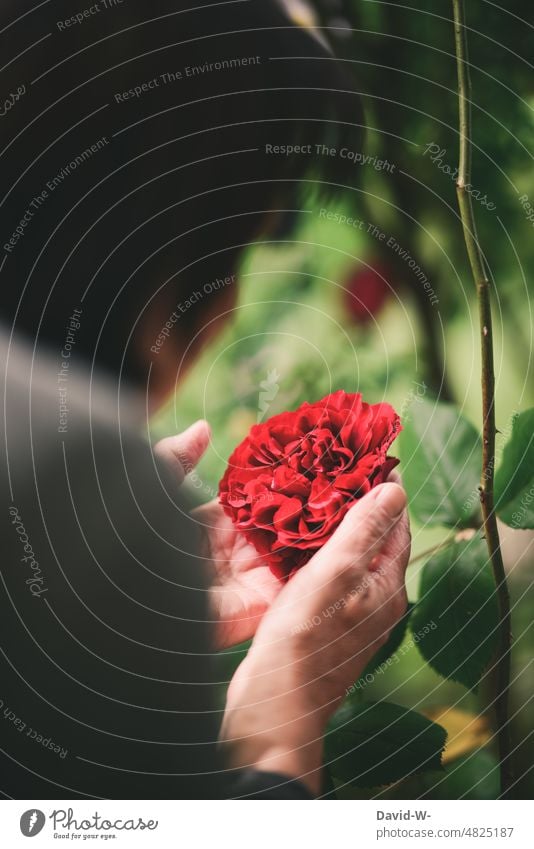 Woman looking at a rose in the garden Flower Garden look at Beauty & Beauty pink Happiness beautifully Love of nature Summer Plant pretty Blossoming Red