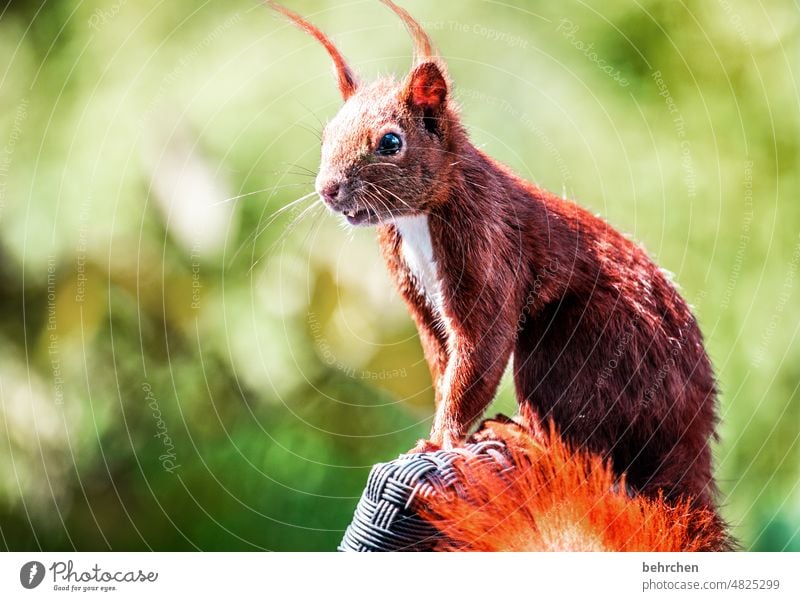 garden friend Animal portrait Animal face Colour photo Love of animals Cute Deserted Exterior shot Curiosity Observe Squirrel Garden cheeky monkey Easygoing