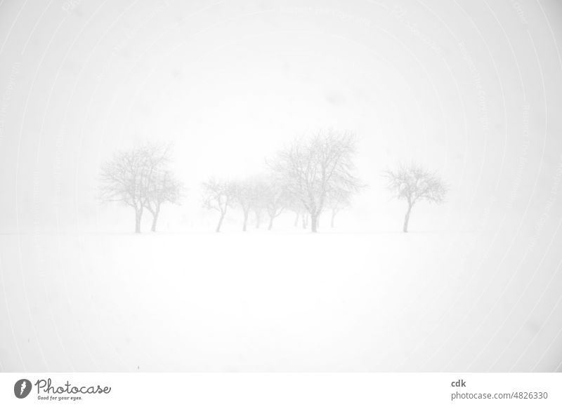 Winter | dense snow drift | trees in sight. Snow White Hazy foggy suggested Delicate Bright real chill cold season blow snow thick snowfall snowflakes Climate