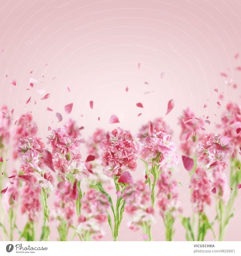 Pretty flowers border and falling petals at light pink background. pretty floral frame front view garden beauty backdrops beautiful bloom blossom concept