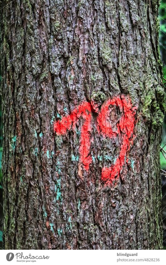 Tree nursery ... please count through once, then open in the reference book for sustainable woodworking industry page 60. 19 number mark Forest