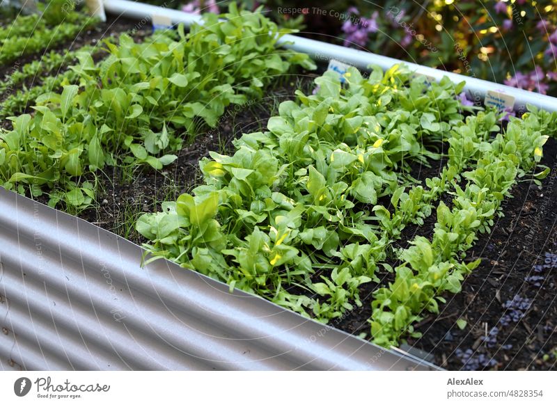 Young lettuce plants in rows in a corrugated metal raised bed Plant herbs kitchen herbs Seed row Sowing Herbs and spices Green Fresh Nature Close-up