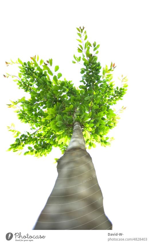 growing tree from special perspective Tree wax Nature Perspective Growth Environment Green Force Oxygen especially pretty Plant Art Work of art