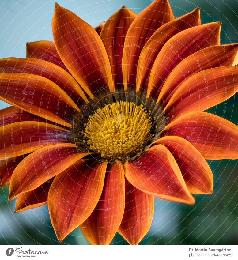 Gazania, large orange inflorescence; cape marguerite Plant Flower Large panorama from South Africa frost-sensitive composite asteraceae Compositae Garden form