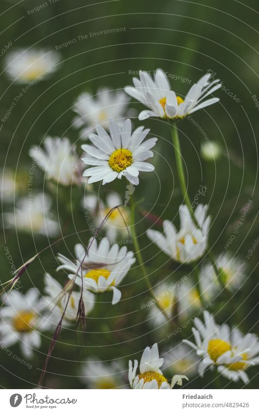 daisy meadow marguerites Meadow meadow flowers Summer White Summery Summertime wild flowers wildflower meadow Nature Plant Flower Flower meadow Environment