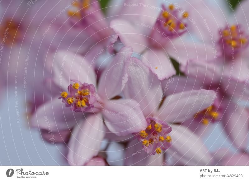 flower dream Blossom blossoms flowering twig Garden Tree flora Plant Close-up macro .