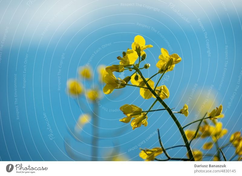 A stalk of yellow flowering rapeseed against a blue sky stem nature growth agriculture plant outdoor blossom oilseed rape no people photography freshness