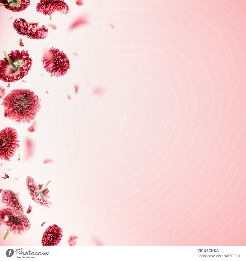 Floral frame with flying pink flowers at light background. - a Royalty Free  Stock Photo from Photocase