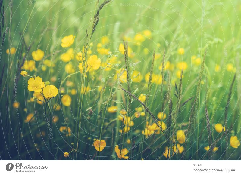 Swedish buttercups Yellow Green buttercup meadow Summer Grass flowers Nature Blossom Meadow Colour photo Flower meadow Blossoming Meadow flower naturally Plant