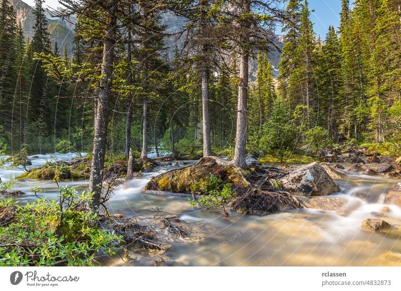 moraine lake brook in the woods with rocky mountains at banff canada rocks alberta bach cascade conifer cream flow flowing forest glacier holiday ice idyllic