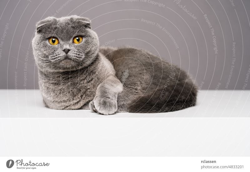 scottish fold or British Shorthair cat sits on white table, looking to camera young pet british shorthair happy white background gray banner copy space