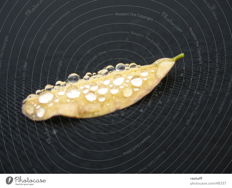 water leaf2 Cloth Black Leaf Blur Yellow Morning Reflection Close-up Drops of water Multiple Rope Water Nature Macro (Extreme close-up)