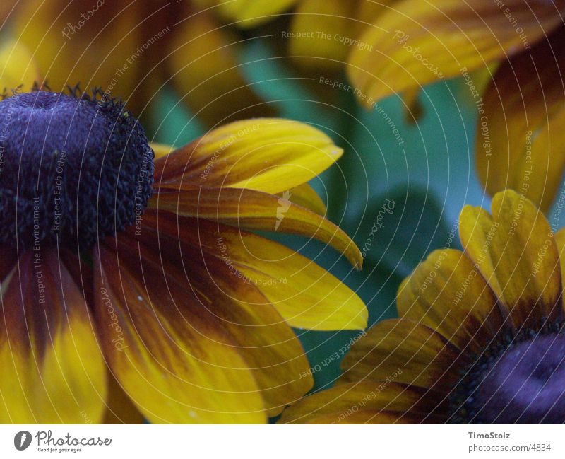 The Flower Darkness Sunflower Yellow Green Blur Cold colour depth Detail