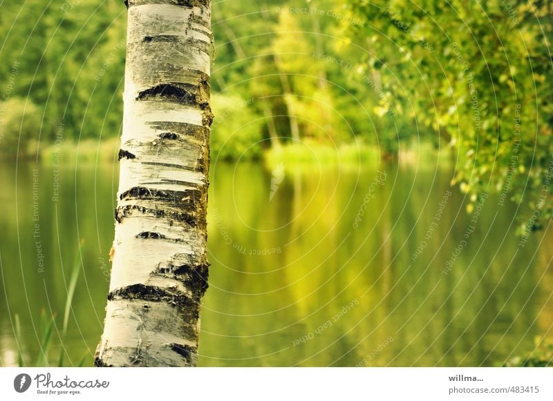 Birch tree trunk with lake in background Birch bark Tree trunk Pond Lake Yellow Green White Structures and shapes Nature Landscape Plant Beautiful weather
