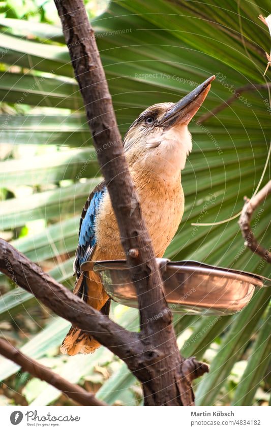 laughing hans on a branch feeding meal worm. Beautiful colorful plumage bird australia giant feather kookaburra zoo nature feathers sitting tropical wildlife
