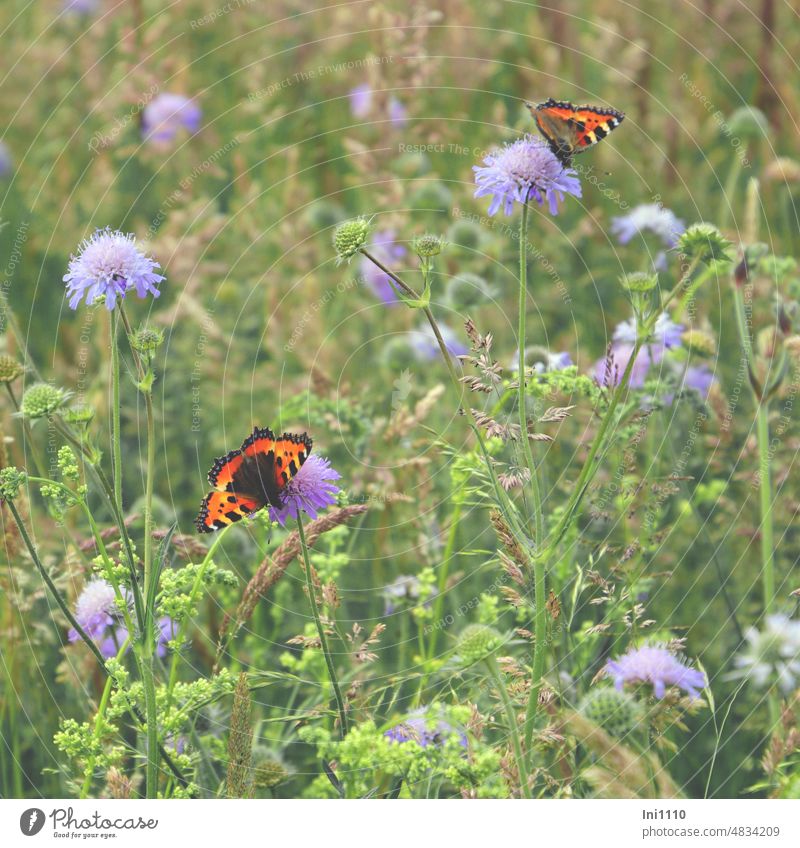 Small fox on pigeons scabiosa in a meadow Meadow flower Flower meadow grasses Butterfly butterflies Aglais urticae Scabiosa Wild perennial wild herbs