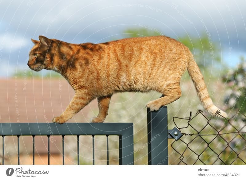 A red tabby cat balancing on a metal gate / balance / tightrope walk hangover Cat Balance Metalware Garden door Mammal balancing act Red red fur Domestic cat
