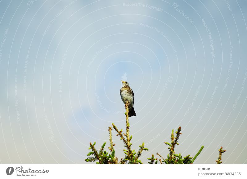 A juniper thrush sits on the top branch of a spruce against blue sky Turdus Pilaris Throstle Bird Spruce Blue sky Passerine Bird Krammetsvogel Sing Bird call