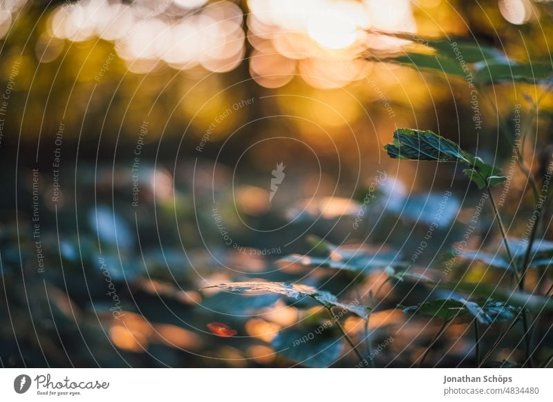 beautiful evening sun in forest on plants with bokeh Evening sun Mood lighting evening light Moody Idyll atmospheric tranquillity Attentive Forest Sun