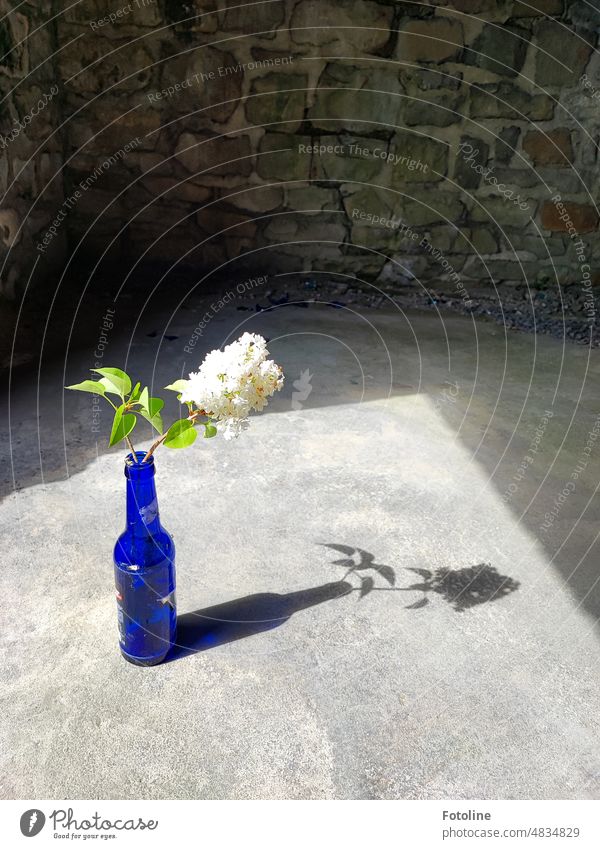 A lilac branch stands in a blue glass bottle, casting a beautiful shadow on the gray floor of an old Lost Place. lost places Old Decline Transience