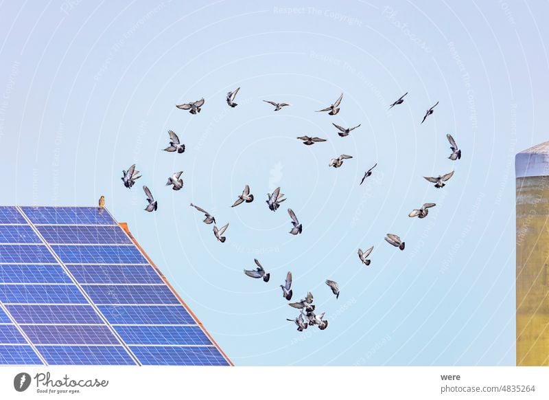 flock of birds building a heart in front of a photovoltaic sky flying flight nature blue animal wildlife geese Migration clouds group Air white pigeon freedom