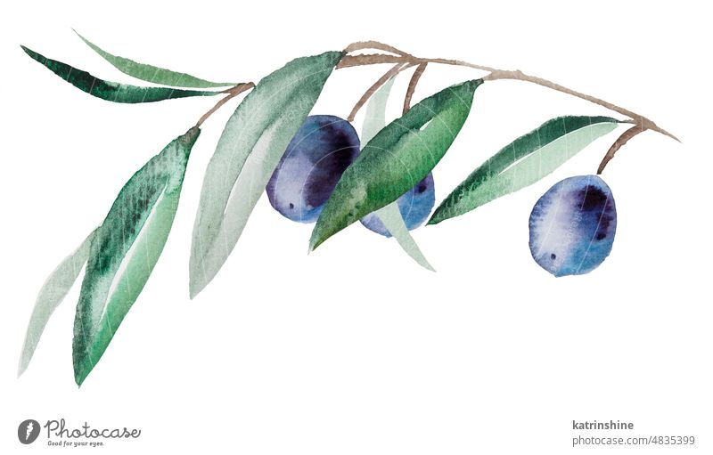 Watercolor olive branch with blue fruits and green leaves illustration - a  Royalty Free Stock Photo from Photocase