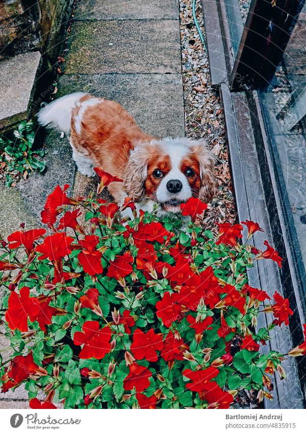 Cavalier King Charles Spaniel Dog Cute dog Cute dog flowers Happy dog Pedigree dog Pet